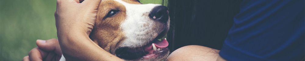 Pet Dog and Owner