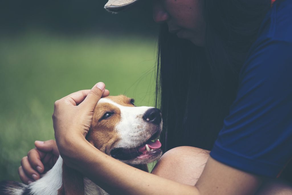 Pet Dog and Owner