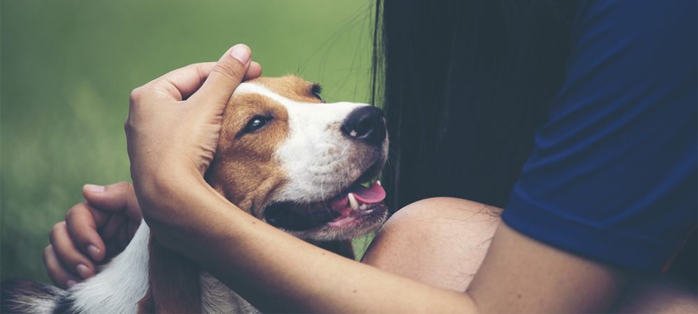Pet Dog and Owner