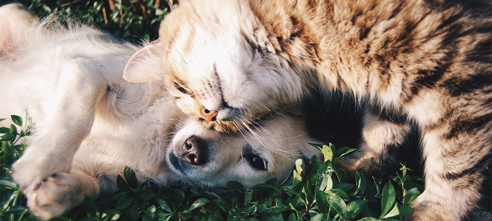 Cat and Dog Pets