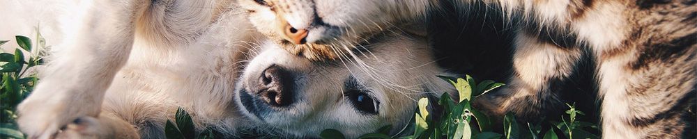 Cat and Dog Pets
