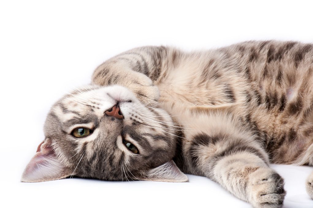 Pet Cat